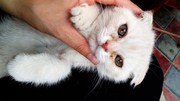 Очаровательные котята породы скотиш фолд готовы к продаже  