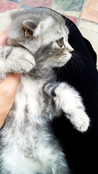 Очаровательные котята породы Скотиш Фолд ищут заботливую семью 