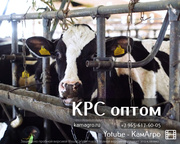 Торговый Дом «КамАгро» продает молочных товарных нетелей Черно-пестрой